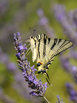 <i class='fa fa-user'></i>&nbsp;Mignon-Creative&nbsp;|  Koningspage&nbsp; <i class='fa fa-eye'>&nbsp;107</i> &nbsp;<i class='fa fa-thumbs-up'>&nbsp;10</i> &nbsp; <i class='fa fa-comment-o'>&nbsp;7</i>