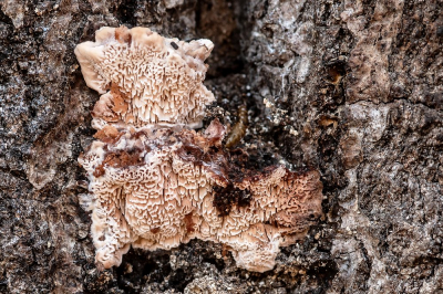 <i class='fa fa-user'></i>&nbsp;Johan van Gurp&nbsp;|  Toefige Labyrintzwam&nbsp; <i class='fa fa-eye'>&nbsp;87</i> &nbsp;<i class='fa fa-thumbs-up'>&nbsp;1</i> &nbsp; <i class='fa fa-comment-o'>&nbsp;3</i>