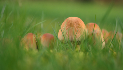 <i class='fa fa-user'></i>&nbsp;janvangastel&nbsp;|  Glimmerinktzwam&nbsp; <i class='fa fa-eye'>&nbsp;81</i> &nbsp; <i class='fa fa-comment-o'>&nbsp;6</i>