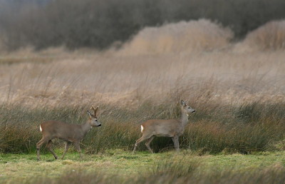 <i class='fa fa-user'></i>&nbsp;Eric Gibcus&nbsp;|  Ree&nbsp; <i class='fa fa-eye'>&nbsp;119</i> &nbsp;<i class='fa fa-thumbs-up'>&nbsp;2</i> &nbsp; <i class='fa fa-comment-o'>&nbsp;4</i>