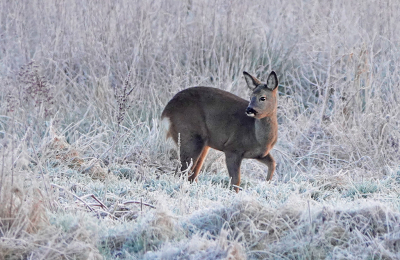 <i class='fa fa-user'></i>&nbsp;nelappelmelk&nbsp;|  Ree&nbsp; <i class='fa fa-eye'>&nbsp;147</i> &nbsp;<i class='fa fa-thumbs-up'>&nbsp;9</i> &nbsp; <i class='fa fa-comment-o'>&nbsp;10</i>