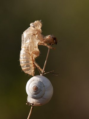 <i class='fa fa-user'></i>&nbsp;Mignon-Creative&nbsp;|  Proven�aalse Cicade&nbsp; <i class='fa fa-eye'>&nbsp;107</i> &nbsp;<i class='fa fa-thumbs-up'>&nbsp;6</i> &nbsp; <i class='fa fa-comment-o'>&nbsp;8</i>