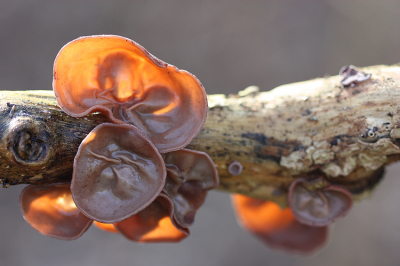 <i class='fa fa-user'></i>&nbsp;Paul Vandebroek&nbsp;|  Echt Judasoor&nbsp; <i class='fa fa-eye'>&nbsp;93</i> &nbsp;<i class='fa fa-thumbs-up'>&nbsp;2</i> &nbsp; <i class='fa fa-comment-o'>&nbsp;10</i>