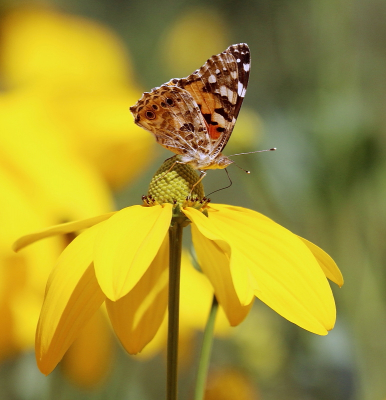 <i class='fa fa-user'></i>&nbsp;rixte&nbsp;|  Distelvlinder&nbsp; <i class='fa fa-eye'>&nbsp;79</i> &nbsp;<i class='fa fa-thumbs-up'>&nbsp;3</i> &nbsp; <i class='fa fa-comment-o'>&nbsp;5</i>