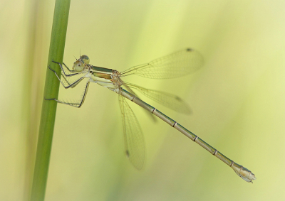 <i class='fa fa-user'></i>&nbsp;Nel R&nbsp;|  Zwervende Pantserjuffer&nbsp; <i class='fa fa-eye'>&nbsp;88</i> &nbsp;<i class='fa fa-thumbs-up'>&nbsp;5</i> &nbsp; <i class='fa fa-comment-o'>&nbsp;7</i>