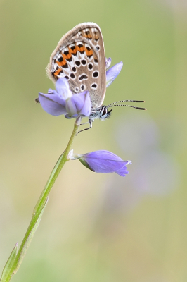 <i class='fa fa-user'></i>&nbsp;Johan van Gurp&nbsp;|  Heideblauwtje&nbsp; <i class='fa fa-eye'>&nbsp;83</i> &nbsp;<i class='fa fa-thumbs-up'>&nbsp;9</i> &nbsp; <i class='fa fa-comment-o'>&nbsp;4</i>