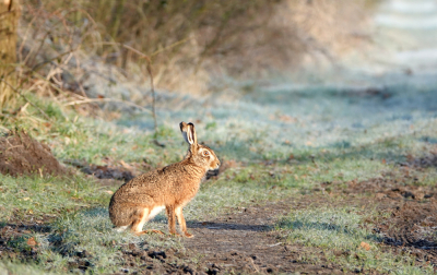 <i class='fa fa-user'></i>&nbsp;nelappelmelk&nbsp;|  Haas&nbsp; <i class='fa fa-eye'>&nbsp;137</i> &nbsp; <i class='fa fa-comment-o'>&nbsp;6</i>