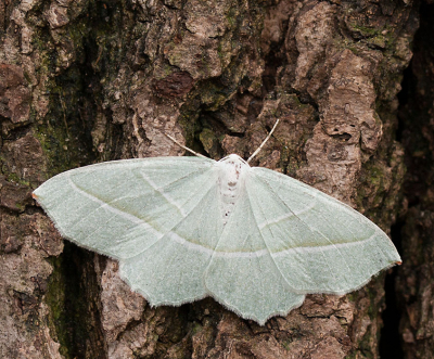 <i class='fa fa-user'></i>&nbsp;Louis&nbsp;|  Appeltak&nbsp; <i class='fa fa-eye'>&nbsp;90</i> &nbsp;<i class='fa fa-thumbs-up'>&nbsp;8</i> &nbsp; <i class='fa fa-comment-o'>&nbsp;4</i>