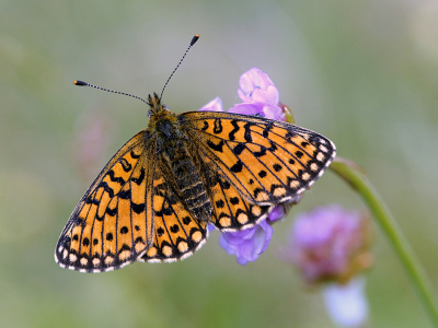 <i class='fa fa-user'></i>&nbsp;Mignon-Creative&nbsp;|  Zilveren Maan&nbsp; <i class='fa fa-eye'>&nbsp;102</i> &nbsp;<i class='fa fa-thumbs-up'>&nbsp;10</i> &nbsp; <i class='fa fa-comment-o'>&nbsp;7</i>