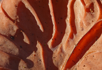 <i class='fa fa-user'></i>&nbsp;Cor&nbsp;|  Echt Judasoor&nbsp; <i class='fa fa-eye'>&nbsp;82</i> &nbsp;<i class='fa fa-thumbs-up'>&nbsp;3</i> &nbsp; <i class='fa fa-comment-o'>&nbsp;6</i>