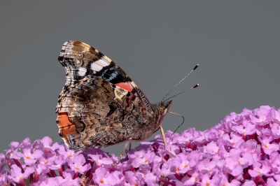 <i class='fa fa-user'></i>&nbsp;Johan van Gurp&nbsp;|  Atalanta&nbsp; <i class='fa fa-eye'>&nbsp;59</i> &nbsp;<i class='fa fa-thumbs-up'>&nbsp;3</i> &nbsp; <i class='fa fa-comment-o'>&nbsp;5</i>