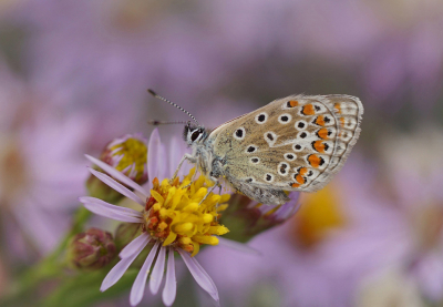 <i class='fa fa-user'></i>&nbsp;Nel R&nbsp;|  Icarusblauwtje&nbsp; <i class='fa fa-eye'>&nbsp;79</i> &nbsp;<i class='fa fa-thumbs-up'>&nbsp;6</i> &nbsp; <i class='fa fa-comment-o'>&nbsp;7</i>