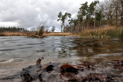 <i class='fa fa-user'></i>&nbsp;nelappelmelk&nbsp;|  Overlopend ven&nbsp; <i class='fa fa-eye'>&nbsp;118</i> &nbsp;<i class='fa fa-thumbs-up'>&nbsp;4</i> &nbsp; <i class='fa fa-comment-o'>&nbsp;4</i>