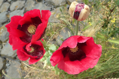 <i class='fa fa-user'></i>&nbsp;A. Soeting&nbsp;|  Slaapbol&nbsp; <i class='fa fa-eye'>&nbsp;51</i> &nbsp;<i class='fa fa-thumbs-up'>&nbsp;2</i> &nbsp; <i class='fa fa-comment-o'>&nbsp;5</i>