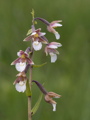 <i class='fa fa-user'></i>&nbsp;Mignon-Creative&nbsp;|  Moeraswespenorchis&nbsp; <i class='fa fa-eye'>&nbsp;91</i> &nbsp;<i class='fa fa-thumbs-up'>&nbsp;3</i> &nbsp; <i class='fa fa-comment-o'>&nbsp;4</i>