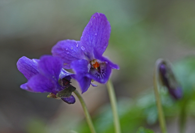 <i class='fa fa-user'></i>&nbsp;Cor&nbsp;|  Maarts Viooltje&nbsp; <i class='fa fa-eye'>&nbsp;104</i> &nbsp;<i class='fa fa-thumbs-up'>&nbsp;5</i> &nbsp; <i class='fa fa-comment-o'>&nbsp;14</i>