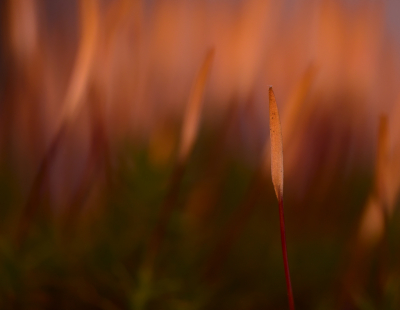 <i class='fa fa-user'></i>&nbsp;janvangastel&nbsp;|  Zandhaarmos&nbsp; <i class='fa fa-eye'>&nbsp;72</i> &nbsp;<i class='fa fa-thumbs-up'>&nbsp;3</i> &nbsp; <i class='fa fa-comment-o'>&nbsp;5</i>