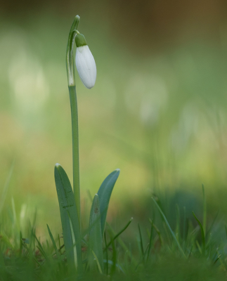 <i class='fa fa-user'></i>&nbsp;Jurgen Maassen&nbsp;|  Gewoon Sneeuwklokje&nbsp; <i class='fa fa-eye'>&nbsp;71</i> &nbsp;<i class='fa fa-thumbs-up'>&nbsp;1</i> &nbsp; <i class='fa fa-comment-o'>&nbsp;2</i>