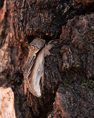 <i class='fa fa-user'></i>&nbsp;Louis&nbsp;|  Brandvlerkvlinder&nbsp; <i class='fa fa-eye'>&nbsp;80</i> &nbsp;<i class='fa fa-thumbs-up'>&nbsp;1</i> &nbsp; <i class='fa fa-comment-o'>&nbsp;3</i>