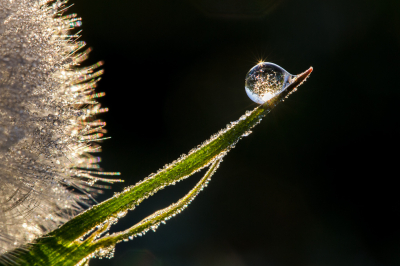<i class='fa fa-user'></i>&nbsp;Henk Bouter&nbsp;|  Tussen Rijp en Dauw&nbsp; <i class='fa fa-eye'>&nbsp;97</i> &nbsp;<i class='fa fa-thumbs-up'>&nbsp;11</i> &nbsp; <i class='fa fa-comment-o'>&nbsp;6</i>