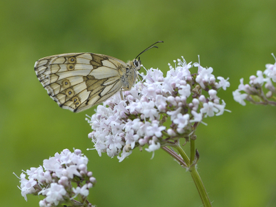 <i class='fa fa-user'></i>&nbsp;Mignon-Creative&nbsp;|  Dambordje&nbsp; <i class='fa fa-eye'>&nbsp;77</i> &nbsp;<i class='fa fa-thumbs-up'>&nbsp;4</i> &nbsp; <i class='fa fa-comment-o'>&nbsp;5</i>