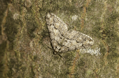 <i class='fa fa-user'></i>&nbsp;Martin Verbeeten&nbsp;|  Kleine Voorjaarsspanner&nbsp; <i class='fa fa-eye'>&nbsp;65</i> &nbsp;<i class='fa fa-thumbs-up'>&nbsp;4</i> &nbsp; <i class='fa fa-comment-o'>&nbsp;7</i>