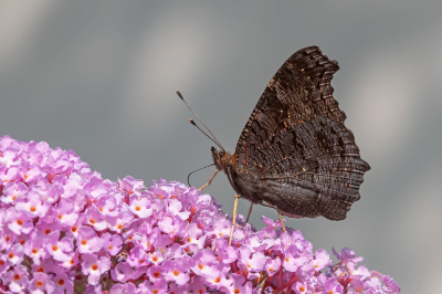 <i class='fa fa-user'></i>&nbsp;Johan van Gurp&nbsp;|  Dagpauwoog&nbsp; <i class='fa fa-eye'>&nbsp;51</i> &nbsp;<i class='fa fa-thumbs-up'>&nbsp;2</i> &nbsp; <i class='fa fa-comment-o'>&nbsp;2</i>