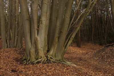 <i class='fa fa-user'></i>&nbsp;frbeuming&nbsp;|  Beukenboom&nbsp; <i class='fa fa-eye'>&nbsp;93</i> &nbsp;<i class='fa fa-thumbs-up'>&nbsp;1</i> &nbsp; <i class='fa fa-comment-o'>&nbsp;4</i>