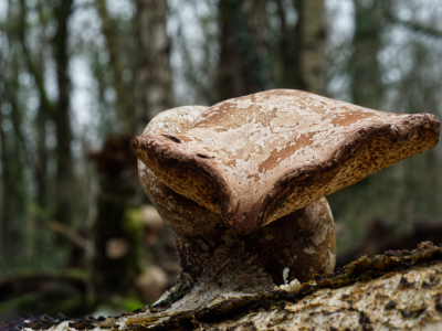 <i class='fa fa-user'></i>&nbsp;janvangastel&nbsp;|  Berkenzwam&nbsp; <i class='fa fa-eye'>&nbsp;88</i> &nbsp; <i class='fa fa-comment-o'>&nbsp;6</i>