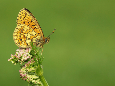 <i class='fa fa-user'></i>&nbsp;Louis&nbsp;|  Ringoogparelmoervlinder&nbsp; <i class='fa fa-eye'>&nbsp;79</i> &nbsp;<i class='fa fa-thumbs-up'>&nbsp;6</i> &nbsp; <i class='fa fa-comment-o'>&nbsp;5</i>