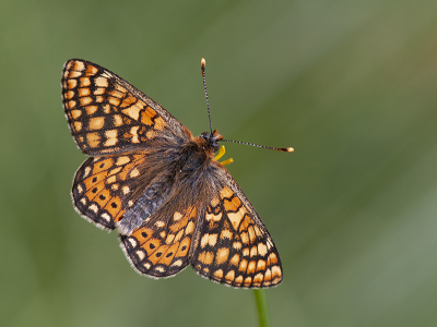 <i class='fa fa-user'></i>&nbsp;Mignon-Creative&nbsp;|  Moerasparelmoervlinder&nbsp; <i class='fa fa-eye'>&nbsp;100</i> &nbsp;<i class='fa fa-thumbs-up'>&nbsp;6</i> &nbsp; <i class='fa fa-comment-o'>&nbsp;7</i>