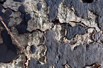 <i class='fa fa-user'></i>&nbsp;A. Soeting&nbsp;|  Ruwe Korstkogelzwam&nbsp; <i class='fa fa-eye'>&nbsp;77</i> &nbsp; <i class='fa fa-comment-o'>&nbsp;5</i>