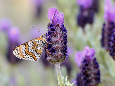 <i class='fa fa-user'></i>&nbsp;Mignon-Creative&nbsp;|  Veldparelmoervlinder&nbsp; <i class='fa fa-eye'>&nbsp;99</i> &nbsp;<i class='fa fa-thumbs-up'>&nbsp;7</i> &nbsp; <i class='fa fa-comment-o'>&nbsp;7</i>