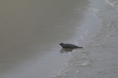 <i class='fa fa-user'></i>&nbsp;Ruben de Bruijn&nbsp;|  Gewone Zeehond&nbsp; <i class='fa fa-eye'>&nbsp;114</i> &nbsp; <i class='fa fa-comment-o'>&nbsp;7</i>