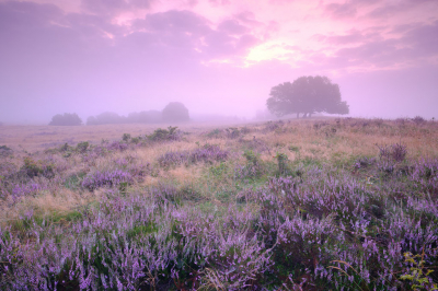 <i class='fa fa-user'></i>&nbsp;Bendiks Westerink&nbsp;|  Valenberg&nbsp; <i class='fa fa-eye'>&nbsp;123</i> &nbsp; <i class='fa fa-comment-o'>&nbsp;1</i>