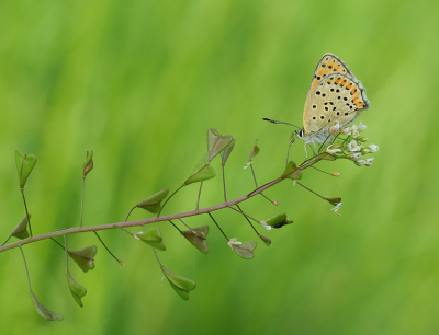 <i class='fa fa-user'></i>&nbsp;Jurgen Maassen&nbsp;|  Bruine Vuurvlinder&nbsp; <i class='fa fa-eye'>&nbsp;83</i> &nbsp;<i class='fa fa-thumbs-up'>&nbsp;5</i> &nbsp; <i class='fa fa-comment-o'>&nbsp;6</i>