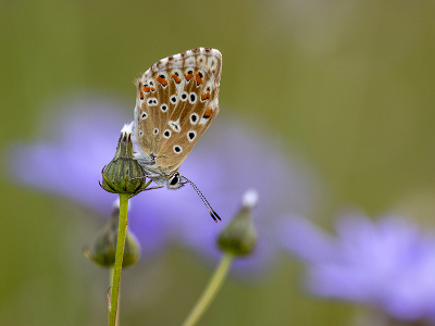 <i class='fa fa-user'></i>&nbsp;Mignon-Creative&nbsp;|  Bleek Blauwtje&nbsp; <i class='fa fa-eye'>&nbsp;94</i> &nbsp;<i class='fa fa-thumbs-up'>&nbsp;7</i> &nbsp; <i class='fa fa-comment-o'>&nbsp;9</i>