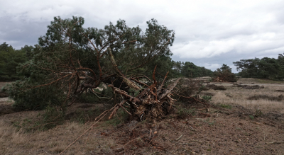 <i class='fa fa-user'></i>&nbsp;nelappelmelk&nbsp;|  Stormschade&nbsp; <i class='fa fa-eye'>&nbsp;122</i> &nbsp; <i class='fa fa-comment-o'>&nbsp;9</i>