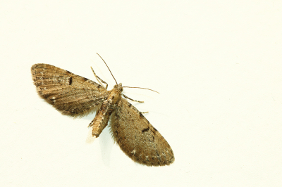 <i class='fa fa-user'></i>&nbsp;Pieter  LJ&nbsp;|  Hopdwergspanner&nbsp; <i class='fa fa-eye'>&nbsp;83</i> &nbsp;<i class='fa fa-thumbs-up'>&nbsp;5</i> &nbsp; <i class='fa fa-comment-o'>&nbsp;7</i>