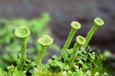 <i class='fa fa-user'></i>&nbsp;janvangastel&nbsp;|  Kopjes-bekermos&nbsp; <i class='fa fa-eye'>&nbsp;66</i> &nbsp; <i class='fa fa-comment-o'>&nbsp;1</i>