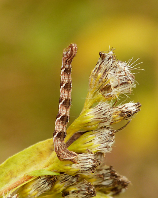 <i class='fa fa-user'></i>&nbsp;Louis&nbsp;|  Guldenroededwergspanner&nbsp; <i class='fa fa-eye'>&nbsp;91</i> &nbsp;<i class='fa fa-thumbs-up'>&nbsp;2</i> &nbsp; <i class='fa fa-comment-o'>&nbsp;4</i>