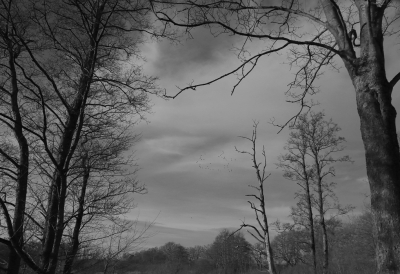 <i class='fa fa-user'></i>&nbsp;Tineke Strijbosch&nbsp;|  Bomen, lucht en ganzen&nbsp; <i class='fa fa-eye'>&nbsp;84</i> &nbsp;<i class='fa fa-thumbs-up'>&nbsp;2</i> &nbsp; <i class='fa fa-comment-o'>&nbsp;5</i>