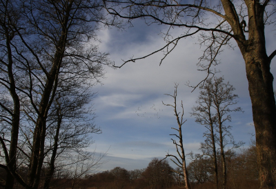 Tijdens het fotograferen hoorde ik een groep ganzen. Camera omhoog gehouden en dor de bomen heen gefotografeerd.