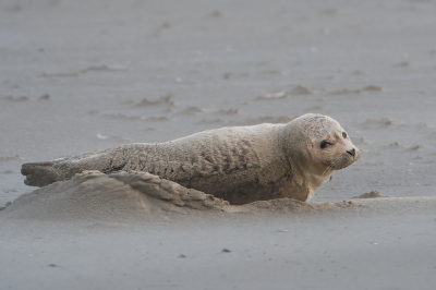 <i class='fa fa-user'></i>&nbsp;Martin Lok&nbsp;|  Gewone Zeehond&nbsp; <i class='fa fa-eye'>&nbsp;98</i> &nbsp;<i class='fa fa-thumbs-up'>&nbsp;1</i> &nbsp; <i class='fa fa-comment-o'>&nbsp;4</i>