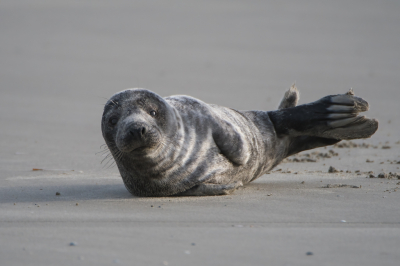 <i class='fa fa-user'></i>&nbsp;Martin Lok&nbsp;|  Grijze Zeehond&nbsp; <i class='fa fa-eye'>&nbsp;102</i> &nbsp;<i class='fa fa-thumbs-up'>&nbsp;2</i> &nbsp; <i class='fa fa-comment-o'>&nbsp;5</i>