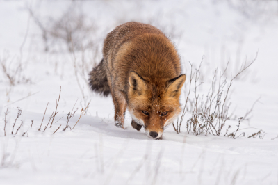 <i class='fa fa-user'></i>&nbsp;Patrick Blom&nbsp;|  Vos&nbsp; <i class='fa fa-eye'>&nbsp;137</i> &nbsp;<i class='fa fa-thumbs-up'>&nbsp;10</i> &nbsp; <i class='fa fa-comment-o'>&nbsp;5</i>