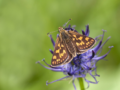 <i class='fa fa-user'></i>&nbsp;Mignon-Creative&nbsp;|  Bont Dikkopje&nbsp; <i class='fa fa-eye'>&nbsp;78</i> &nbsp;<i class='fa fa-thumbs-up'>&nbsp;11</i> &nbsp; <i class='fa fa-comment-o'>&nbsp;4</i>