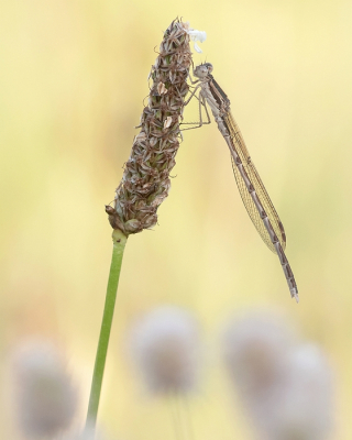 <i class='fa fa-user'></i>&nbsp;Johan van Gurp&nbsp;|  Bruine Winterjuffer&nbsp; <i class='fa fa-eye'>&nbsp;72</i> &nbsp;<i class='fa fa-thumbs-up'>&nbsp;3</i> &nbsp; <i class='fa fa-comment-o'>&nbsp;5</i>