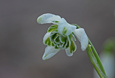 <i class='fa fa-user'></i>&nbsp;Cor&nbsp;|  Dubbel Sneeuwklokje&nbsp; <i class='fa fa-eye'>&nbsp;78</i> &nbsp;<i class='fa fa-thumbs-up'>&nbsp;3</i> &nbsp; <i class='fa fa-comment-o'>&nbsp;6</i>