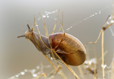 <i class='fa fa-user'></i>&nbsp;Nel R&nbsp;|  Grote Karthuizerslak&nbsp; <i class='fa fa-eye'>&nbsp;101</i> &nbsp;<i class='fa fa-thumbs-up'>&nbsp;1</i> &nbsp; <i class='fa fa-comment-o'>&nbsp;7</i>